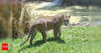 वाढत्या मानव-प्राणी संघर्षाचा सामना करण्यासाठी जुन्नरमध्ये चार नवीन बिबट्या देखभाल केंद्रांची योजना आखली आहे